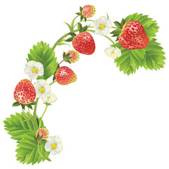 Vector realistic illustration of strawberry with leaves and flowers. Isolated on light green background. Design for grocery, farmers market, tea, natural cosmetics, aromatherapy,summer design element.