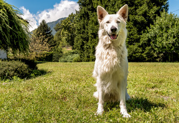 White Swiss Shepherd outdoor in the field.
