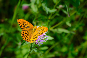 Butterfly fritillary with open  orange wings with dots dotted on a flower