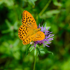 Butterfly fritillary with open  orange wings with dots dotted on a flower
