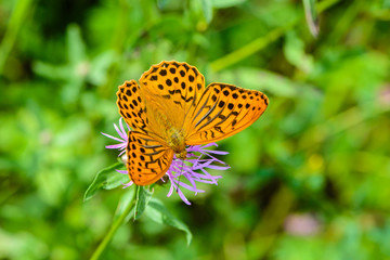 Butterfly fritillary with open  orange wings with dots dotted on a flower