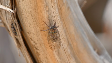 Cicada on the trees in Italy