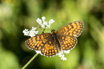 Fototapeta premium Melitaea Athalia 