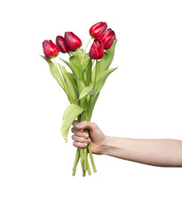 bouquet of reds tulips in a hand against a white