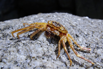 A litter crab on rock