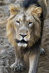 Obraz na płótnie Canvas Lion (a male)