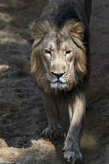 Lion (a male)