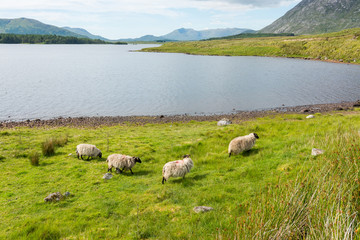 Fototapeta premium Landascapes of Ireland. Sheep grazing, Connemara in Galway county