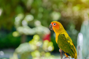 The parrot on soft light.