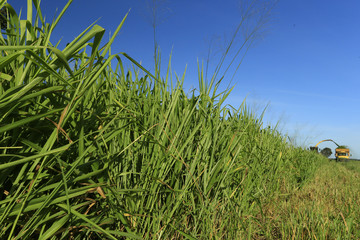 Fazenda de gado