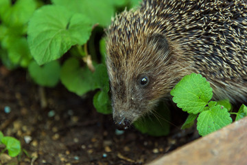 Hedgehog closeup in grass