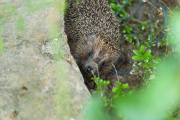 Hedgehog closeup through leaves