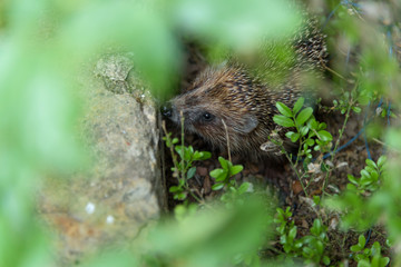 Hedgehog closeup through the leaves
