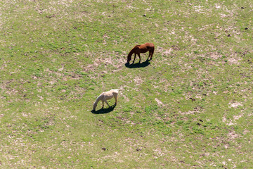 Horses from above