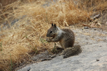 squirrel