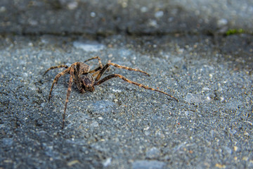 a common house spider walking