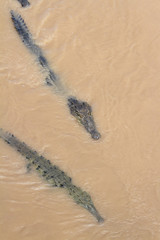 Crocodiles in a muddy river