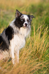 Nasser Border Collie