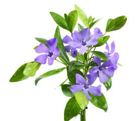 Bouquet of blue periwinkle (Vinca minor) isolated on white background