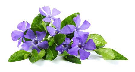 Bouquet of blue periwinkle (Vinca minor) isolated on white background