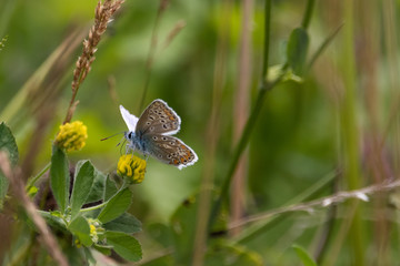 Butterflies in the woods