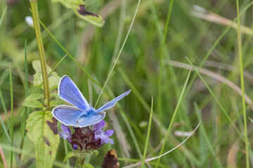 Butterflies in the woods