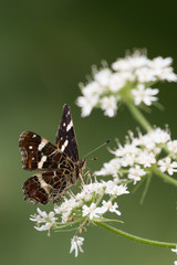 Butterflies in the woods