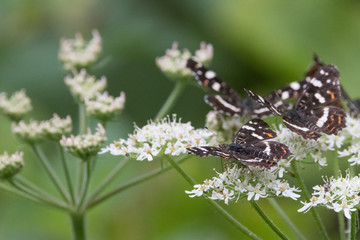 Butterflies in the woods