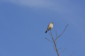 Shrike  (Lanius collurio)