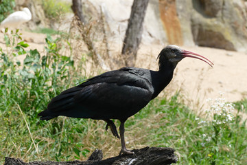 Obraz premium black ibis