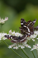 Butterflies in the woods