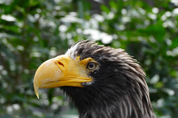 eagle portrait