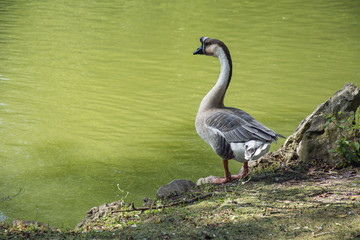 Bird 166