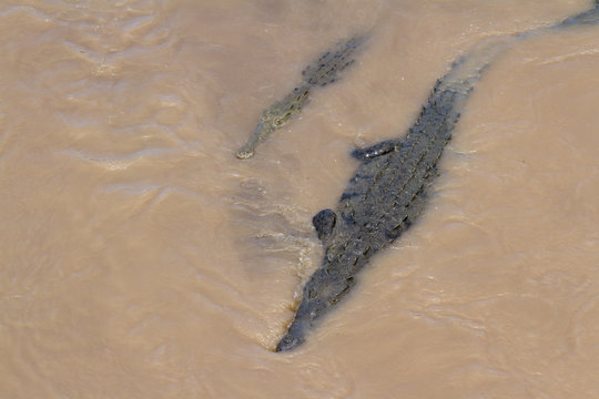Crocodiles in a muddy river