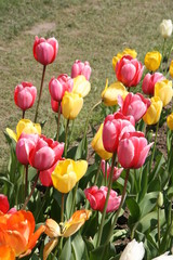 Tulpen