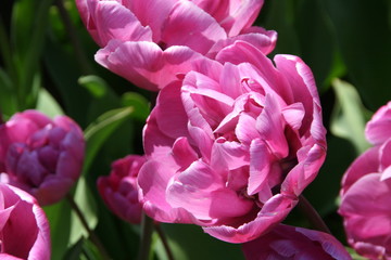 Fototapeta premium Tulpen