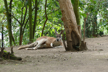 laying big kangaroo