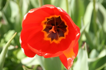 Tulpe offen