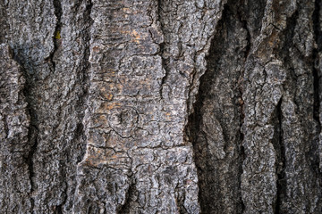Tree Bark