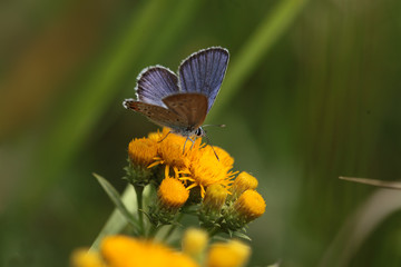 White butterfly on purple little flowers