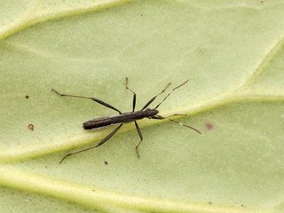 MICRELYTRA FOSSULARUM