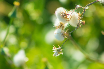 Beautiful Spring Flowers Blooming under the Sun, Different Types of Flowers in a Green Garden