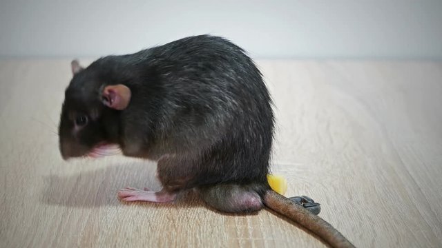 Animal gray rat washing close-up