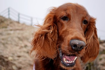 dog