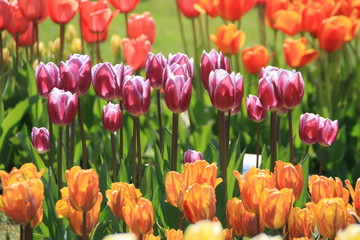 Obraz premium Tulpenmix