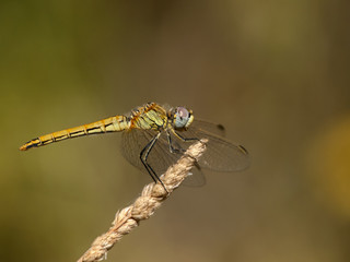 SYMPETRUM FONSCOLOMBI HEMBRA