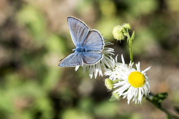 Polyommatus Bellargus