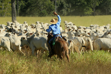 Fazenda de gado