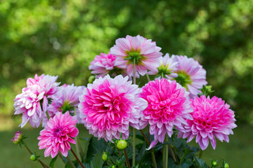 Obraz premium Pink dahlia bouquet isolated on green.