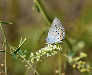 Plebejus Argyrognomon 